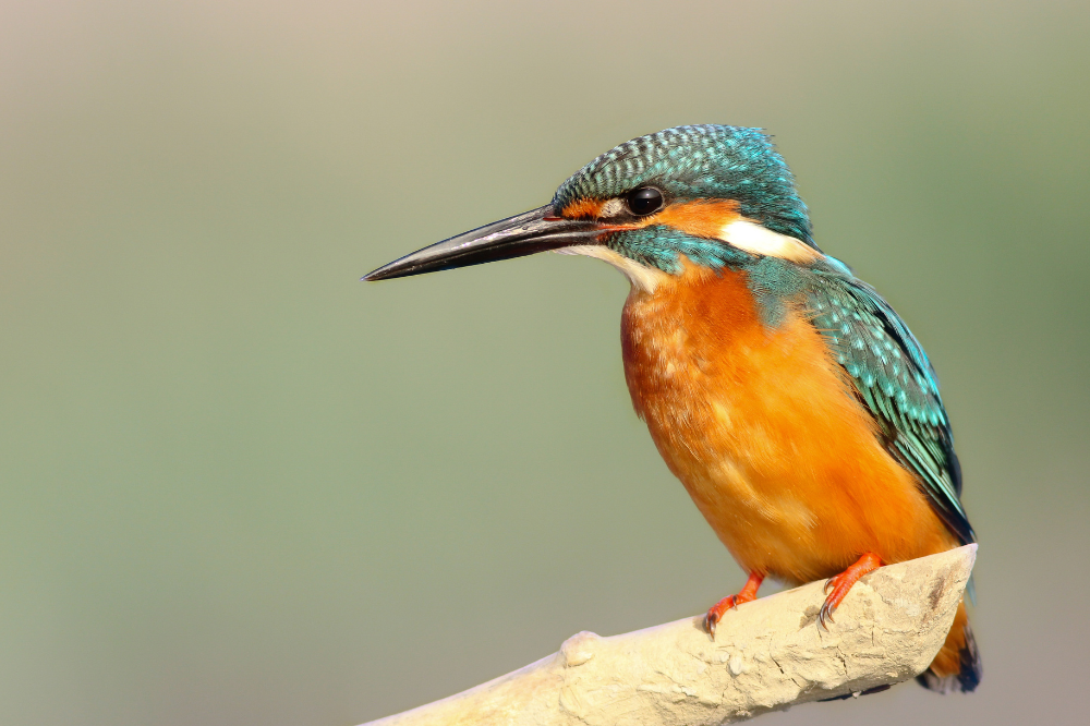 Kingfisher photograph