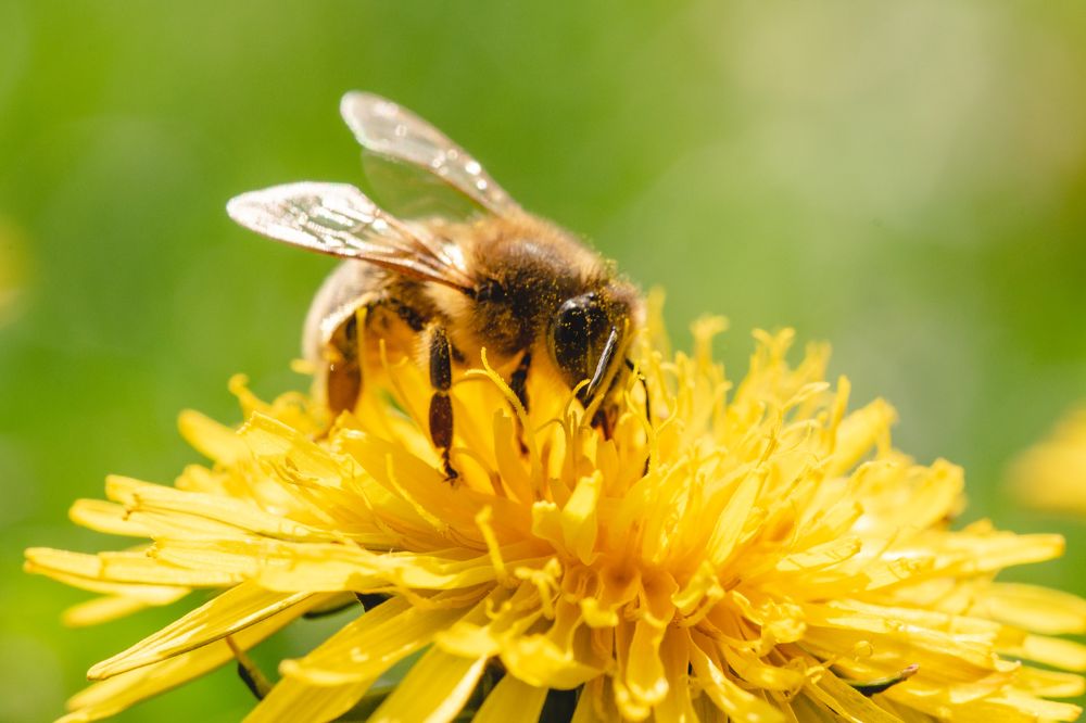 Bee on flower