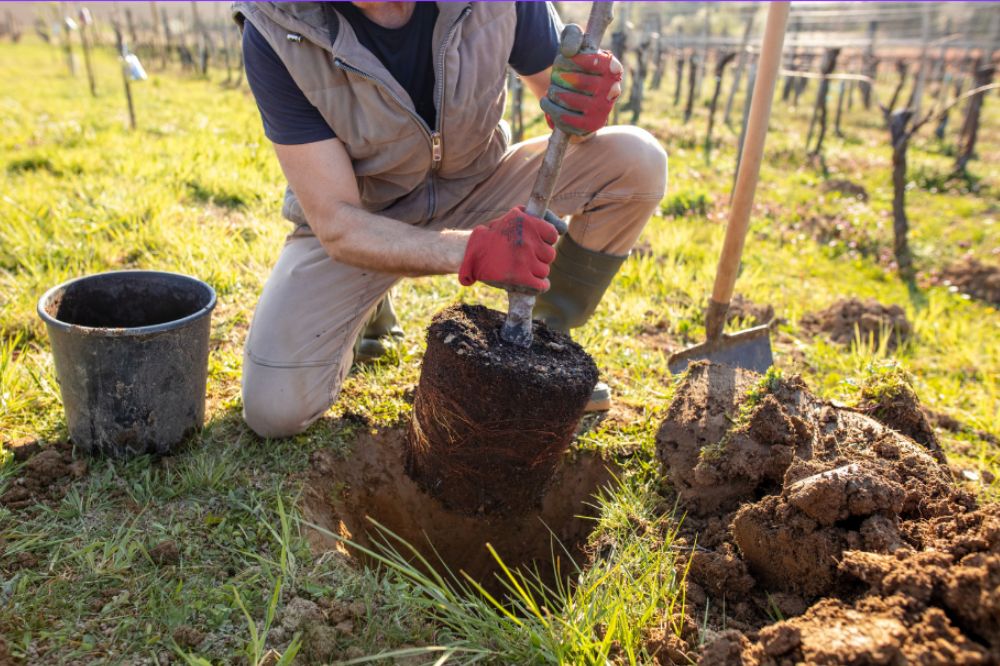 Tree planting image