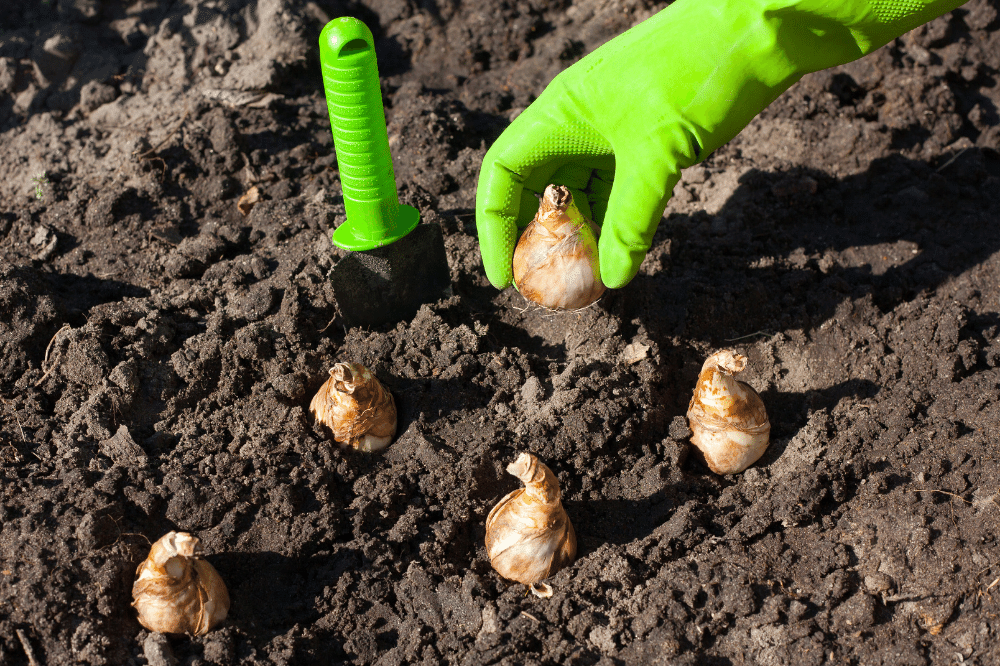 Daffodil Bulb Planting