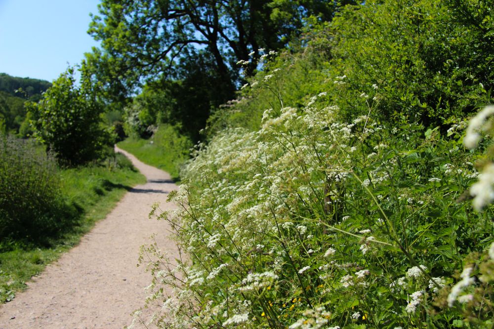 Chesworth path hedgerow