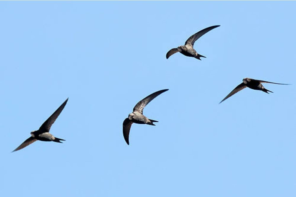 Swifts in flight