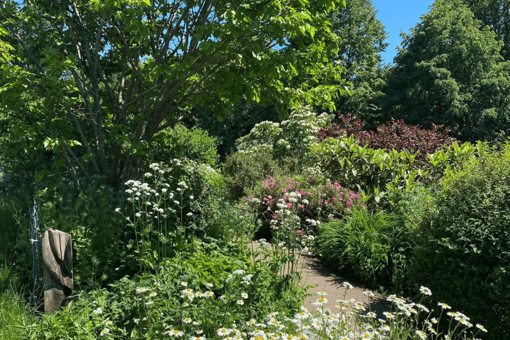 Horsham Human Nature Garden in full bloom