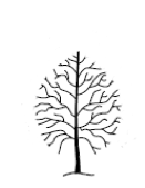 he tree crown is reduced by shortening branches, and so changes the overall size and shape of the tree.