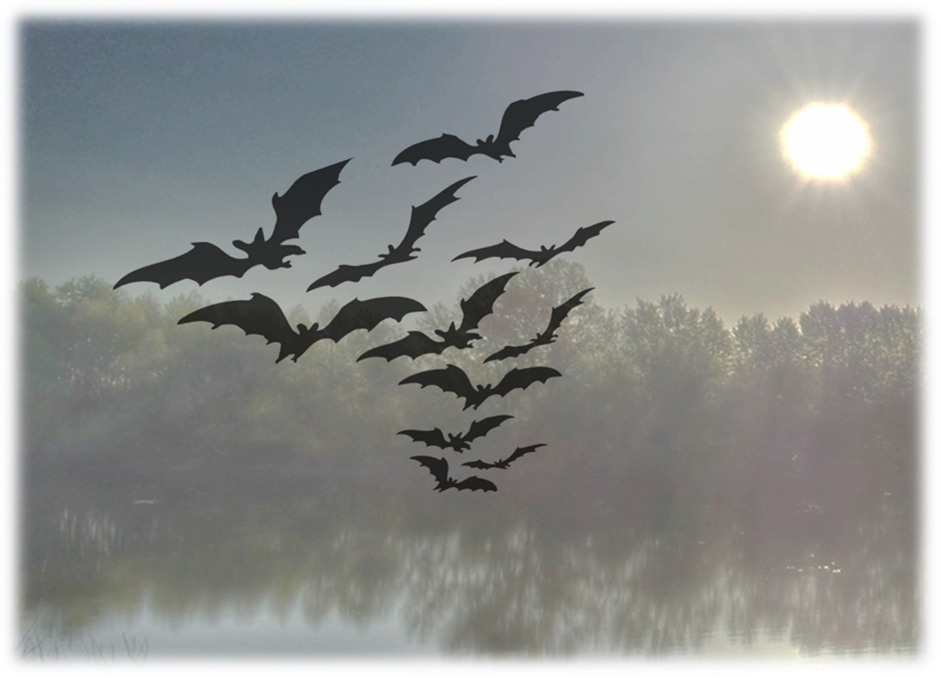 Bat Walk