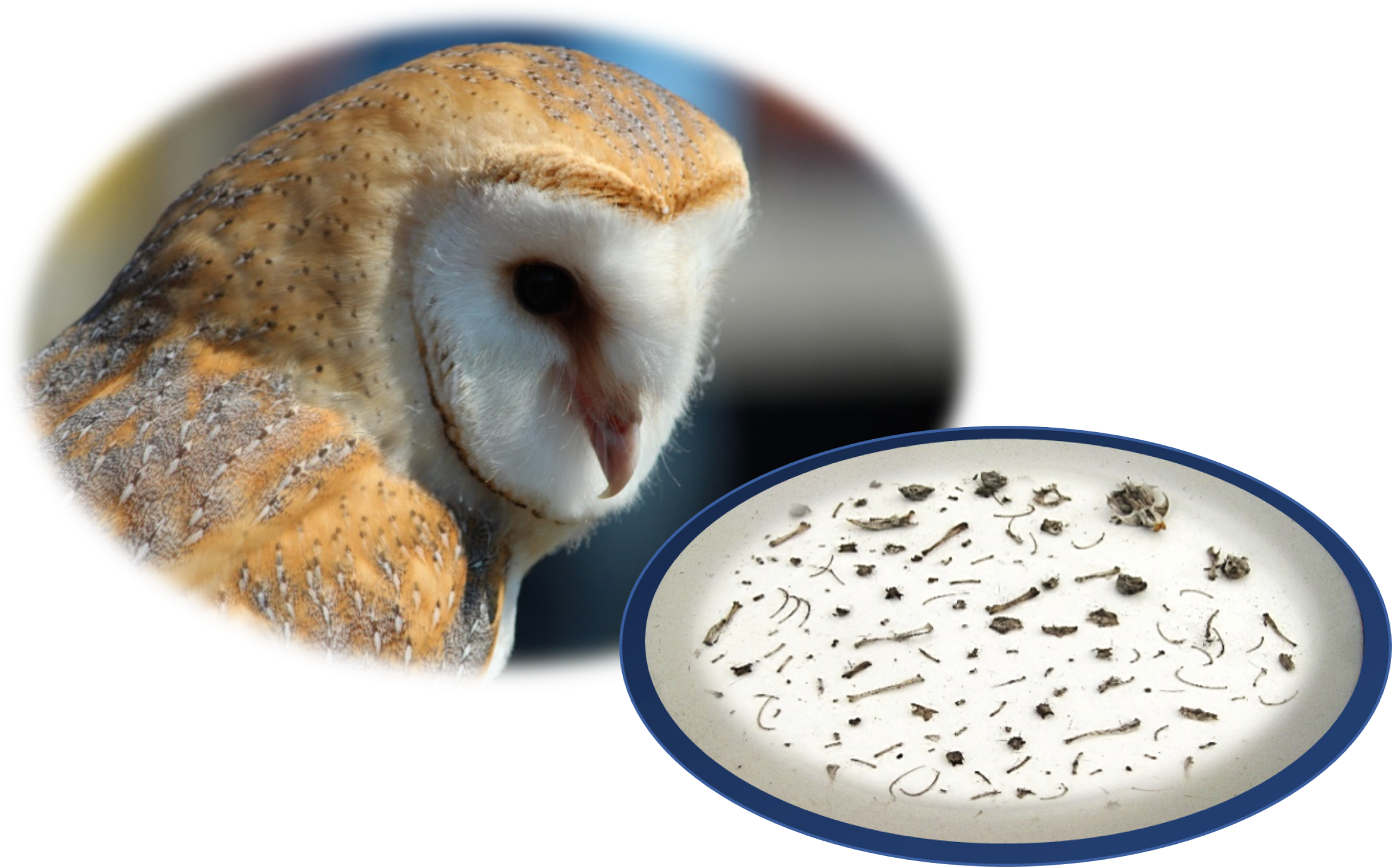 Owl Pellet Dissection