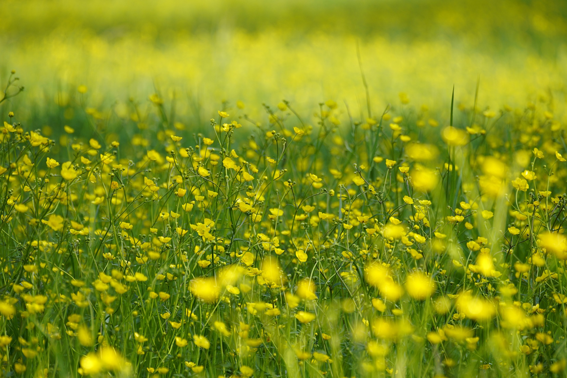 Meadow Areas