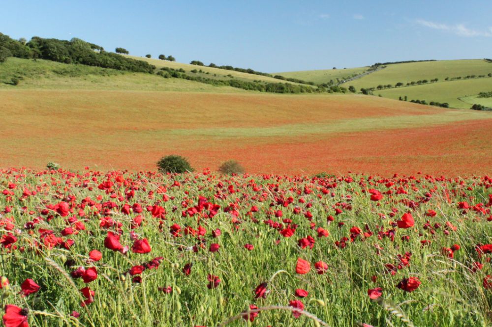 Poppy Landscape Copyright Ben Rainbow