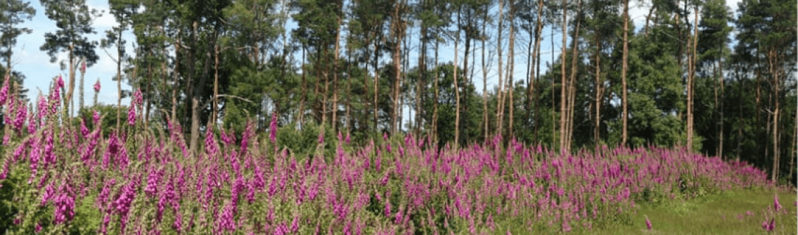 Colourful pink wildflowers at Leechpool Woods