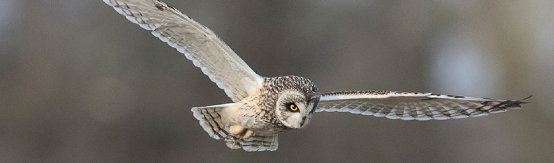 Short Eared Owl, Chesworth Farm by David Oldham