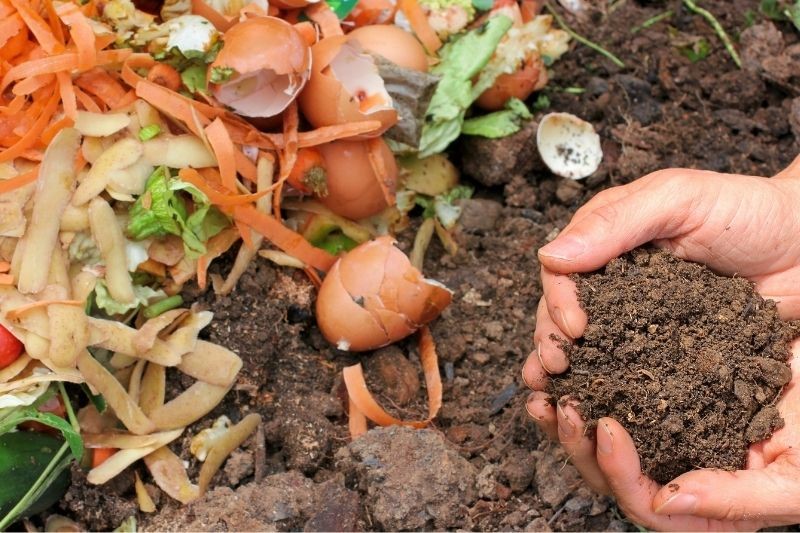 Compost, vegetable peelings and eggshells