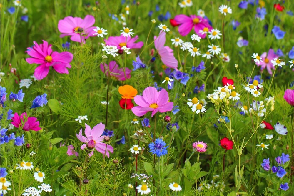 Wild flowers photo