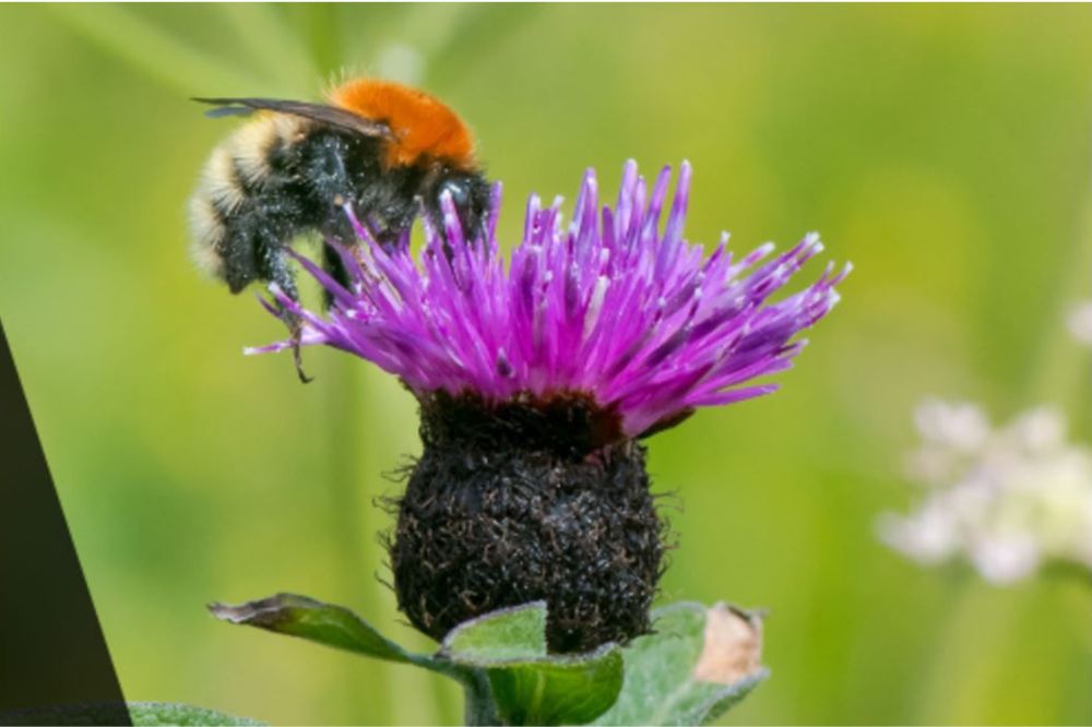 Bee image