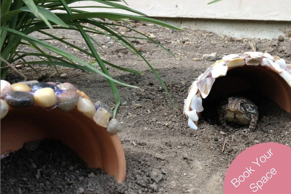 Toad Abode