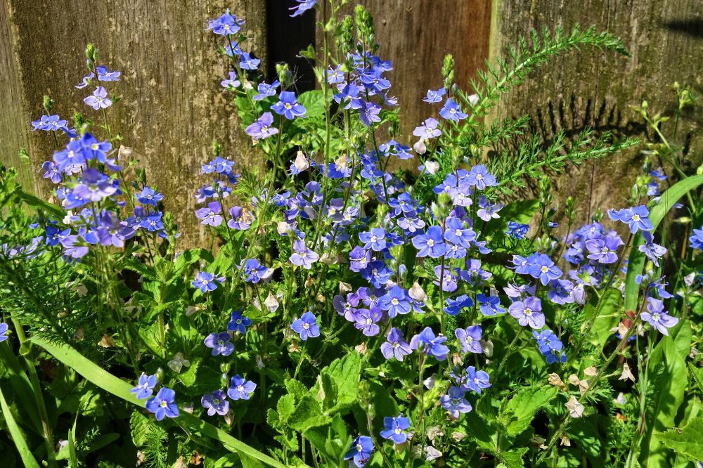 Wildways Flowers - Germander Speedwell