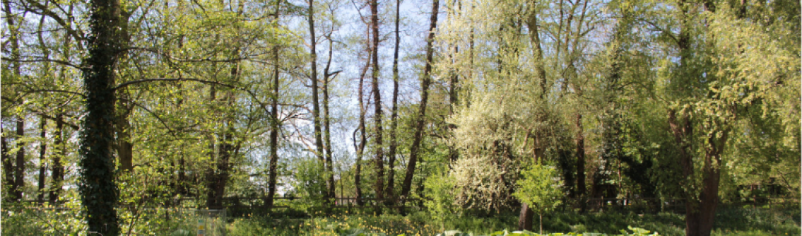 Tall trees at the Garden of Remembrance Horsham