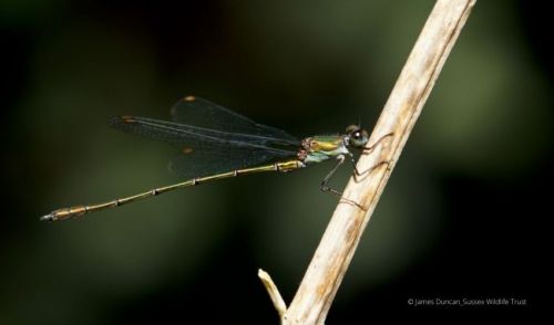 Willow Emerald Damselfly on a twig