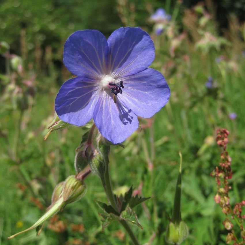 The Meadow Cranesbill flower is a bright purple colour