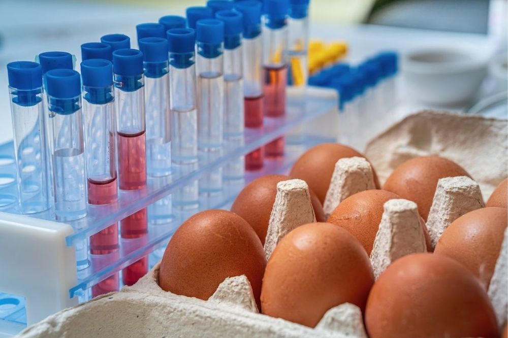 Council promotes safe egg handling practices 