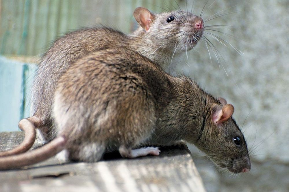 Pest Control rats