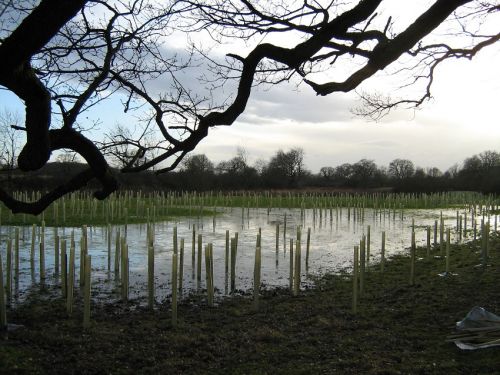 Floodplain woodland planting copyright Fran Southgate 