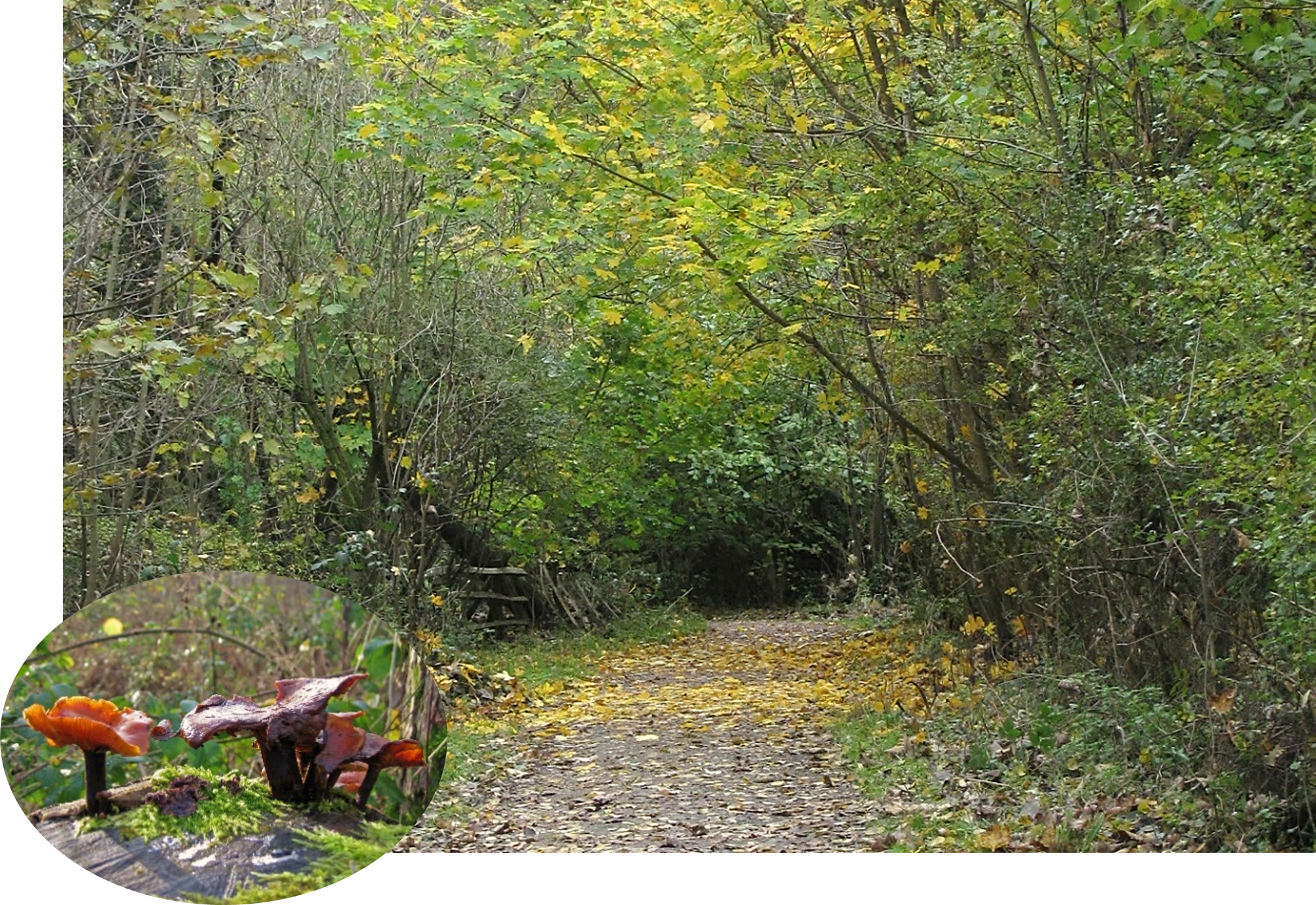 Autumn Guided Walk