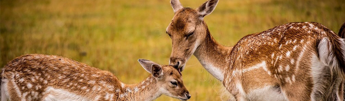 Knepp Castle Deer