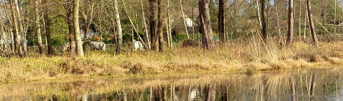 Monkmead Woods