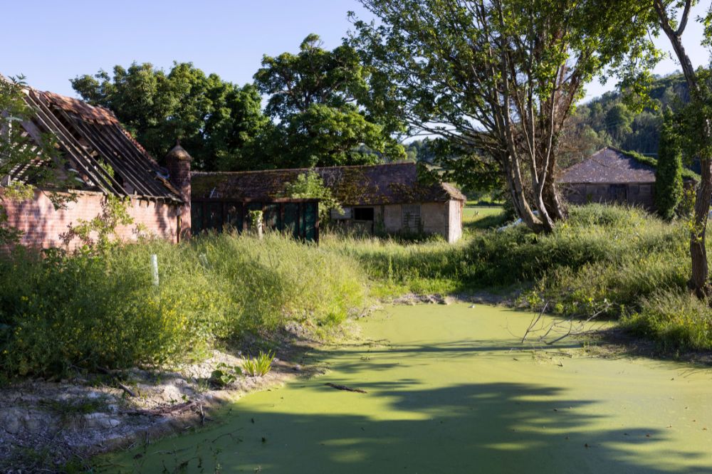 Restored and re-wilded pond as part of Wilder Horsham District project