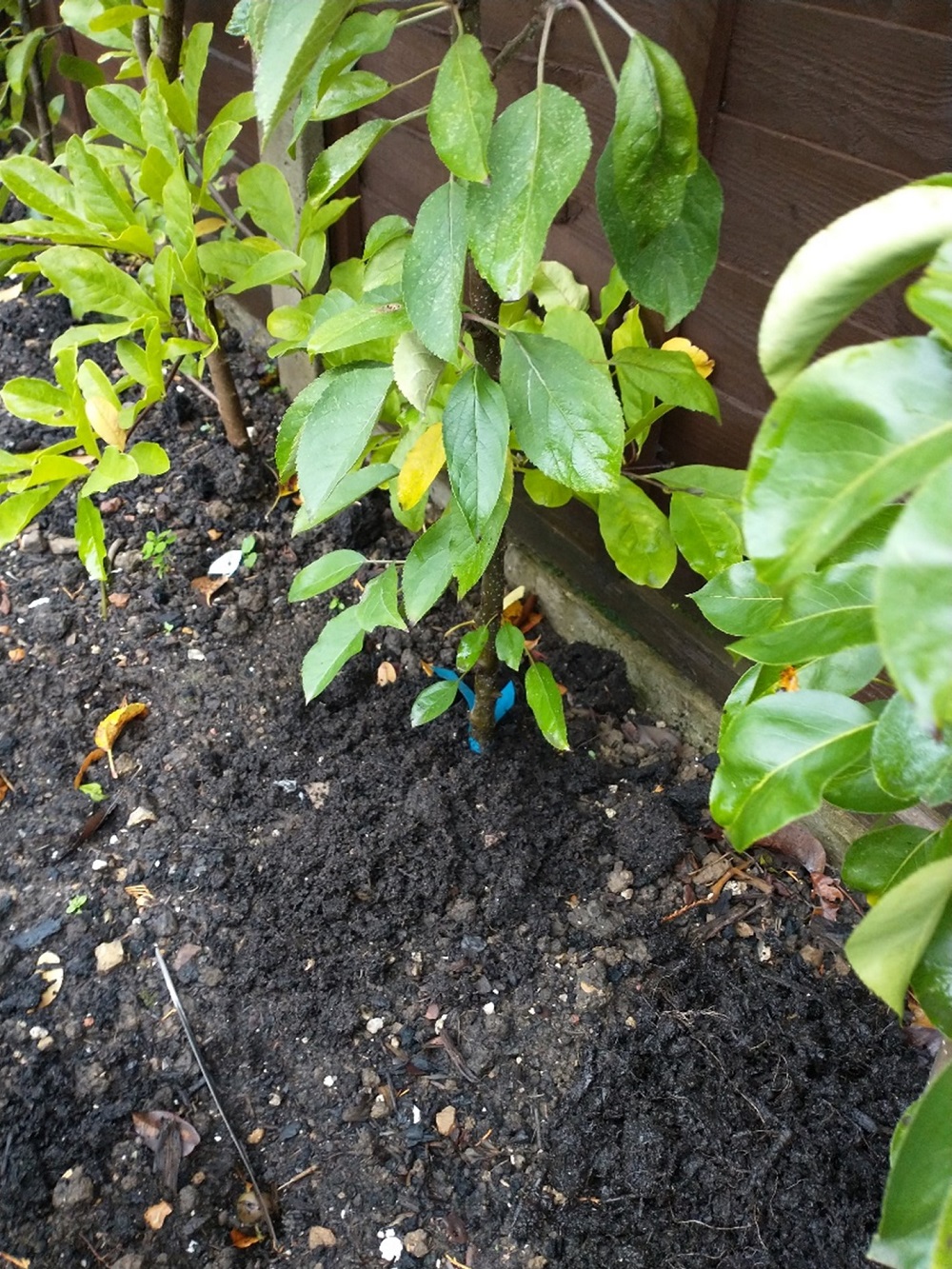 Fruit trees in compost