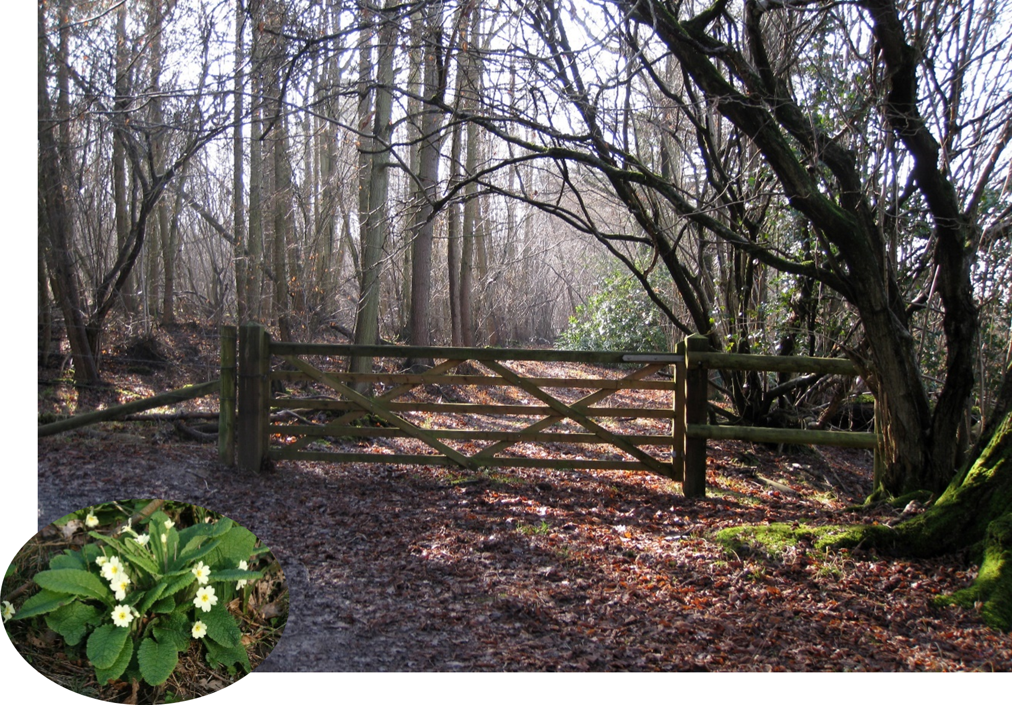 Seasonal Walk in March