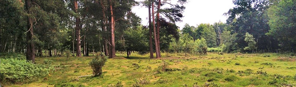 Monkmead heathland