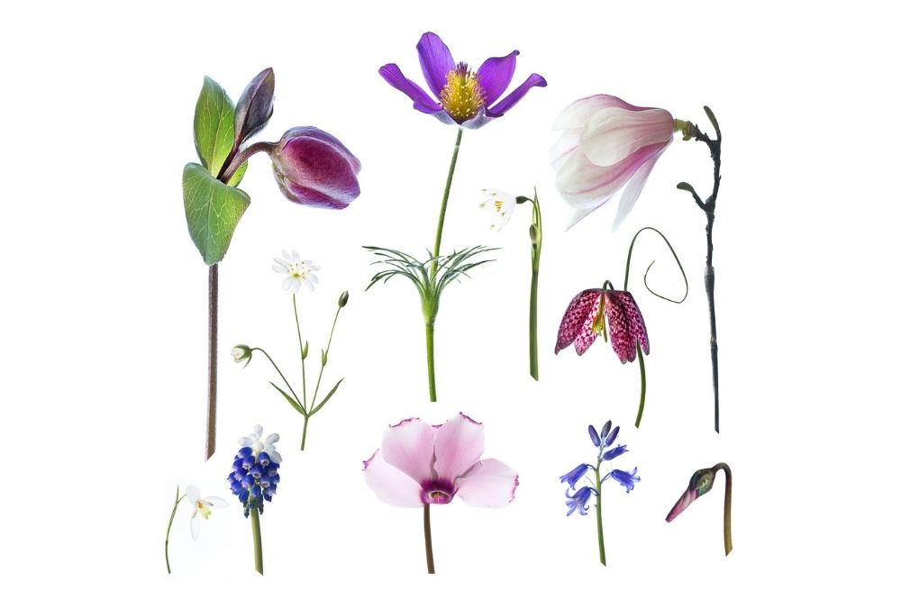 Botanical artwork by Eleanor Coate