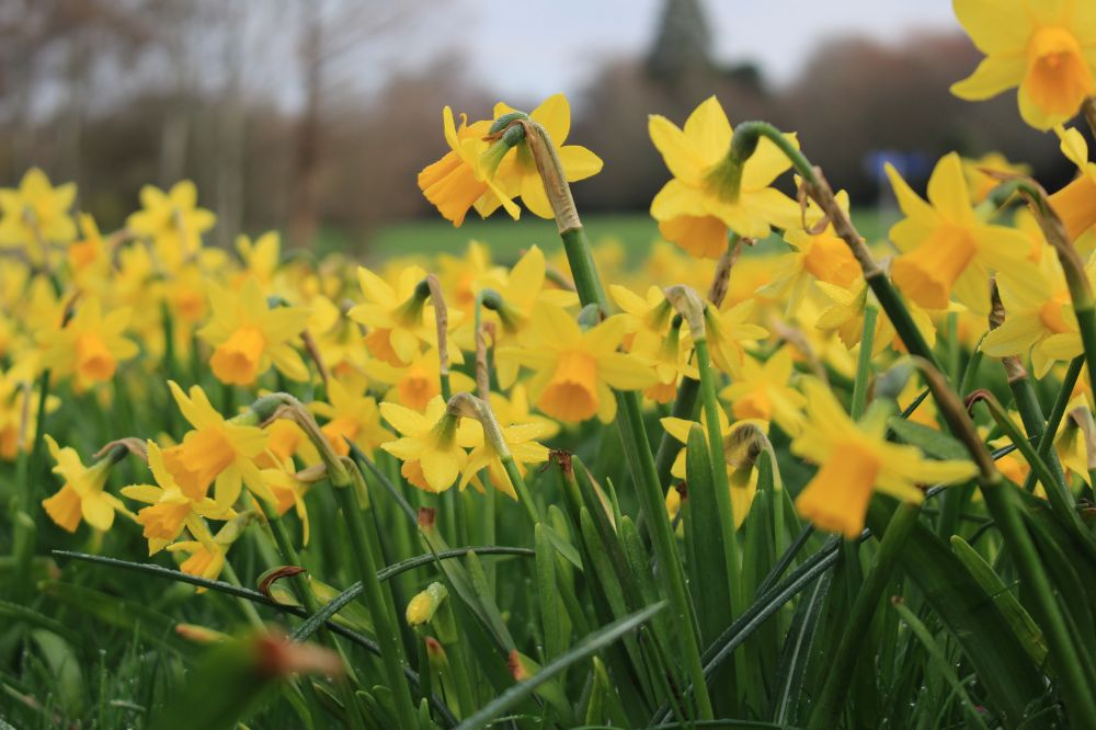 Daffodils