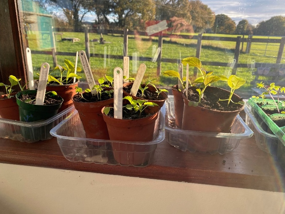 Seedlings in pots on a sunny windowsill