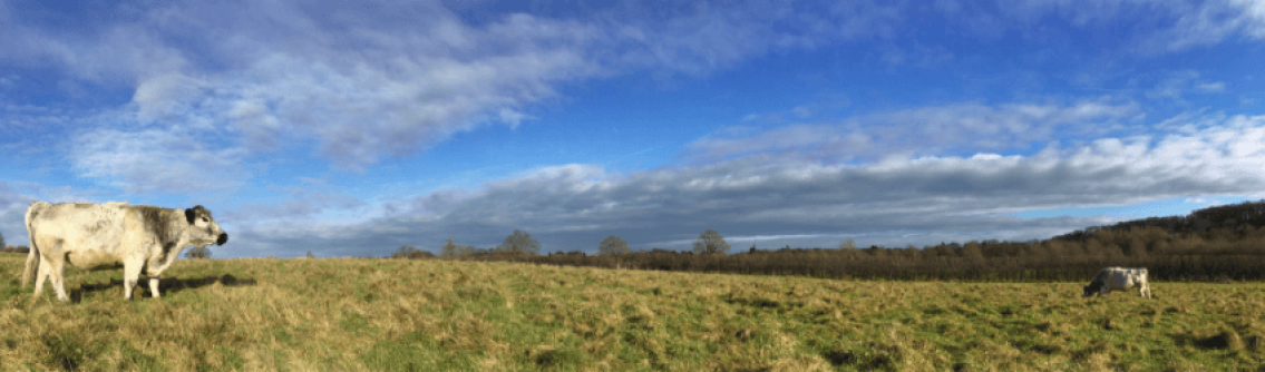 Cows in Chesworth Farm meadow