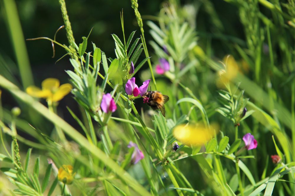 A bee on wildflowers