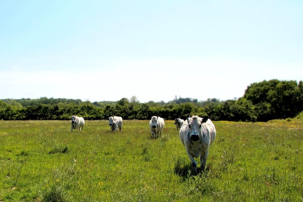 Cattle at Chesworth