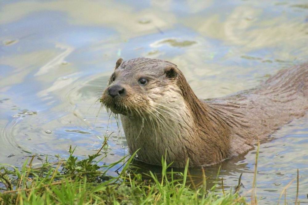 Otter image