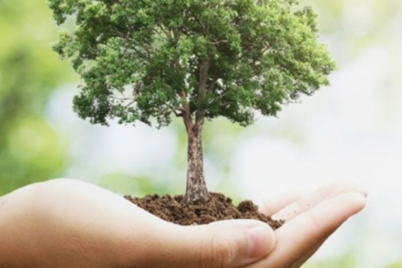 A hand holding a tree