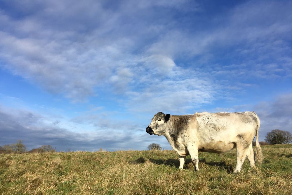 A black and white cow at Chesworth Farm on a sunny day