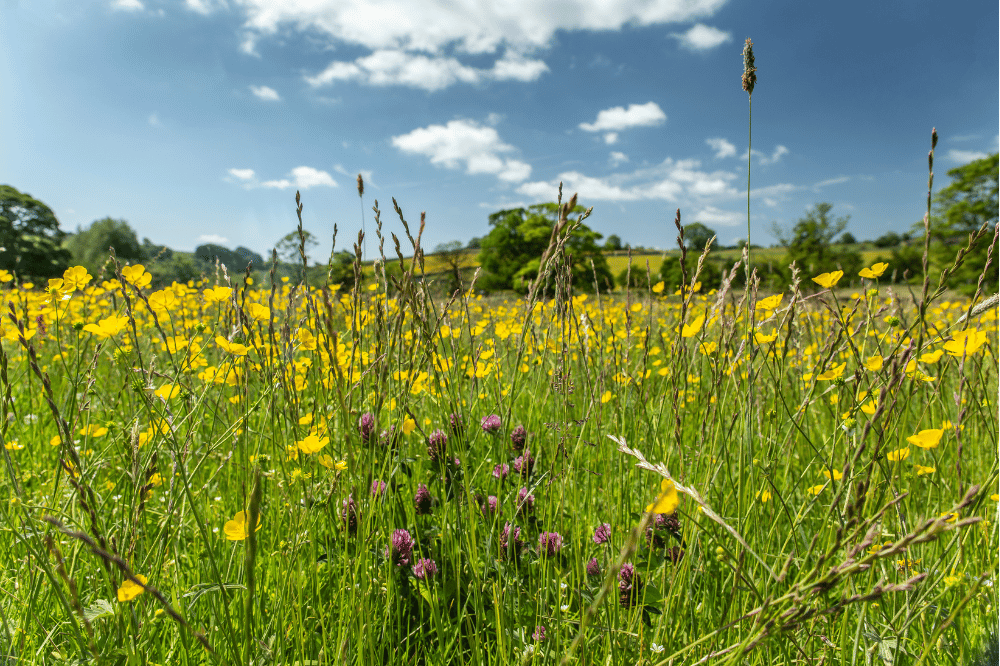 A no-mow meadow