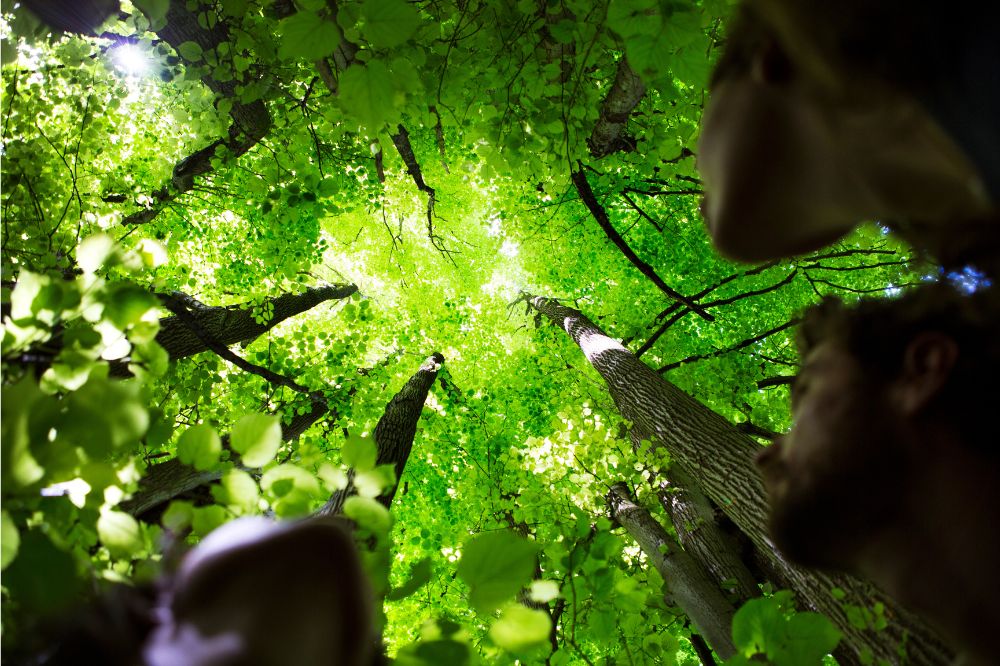 Photo of people looking up at trees