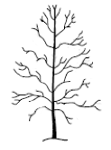A tree with a thin crown to reduce the density of the branches