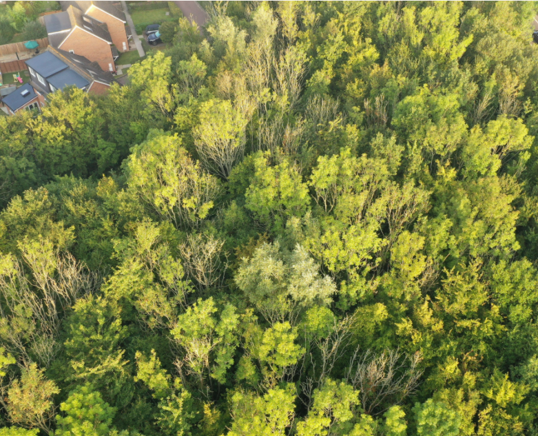 An aerial view of ash trees on Horsham District Council land. The ones affected by ash dieback are clearly identifiable by their leafless branches