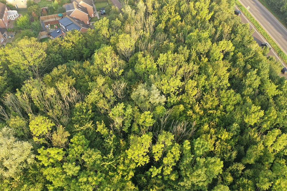 Aerial view of ash dieback trees