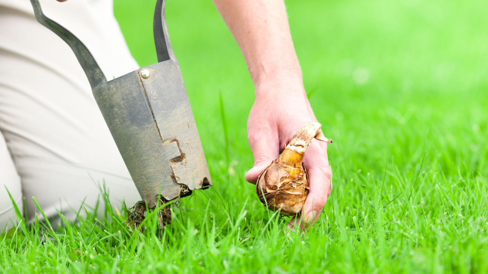 Planting bulbs in Horsham Park