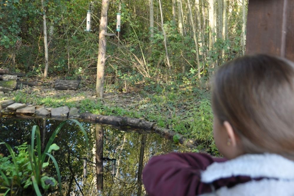 Child watching wildlife