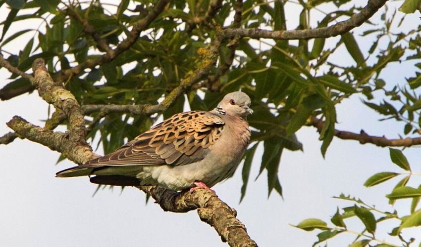 Turtle dove at Woods Mill copyright Ken Turner